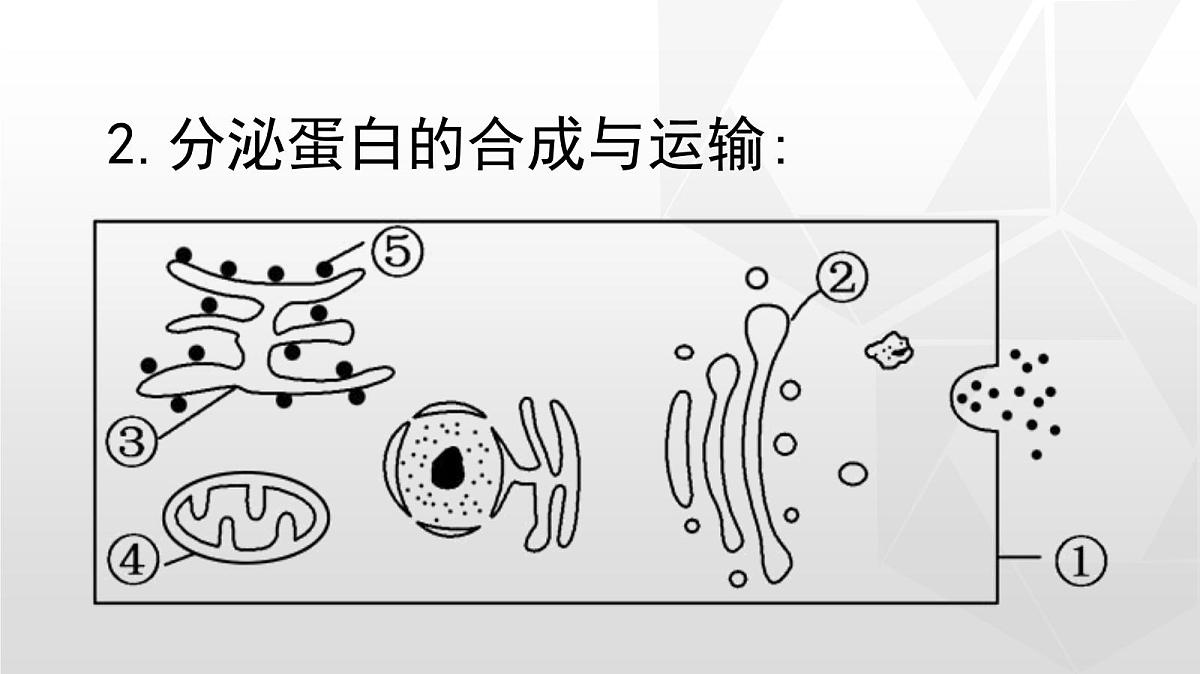 人教版高中生物必修1 3-2《细胞器之间的分工合作》第二课时课件第5页