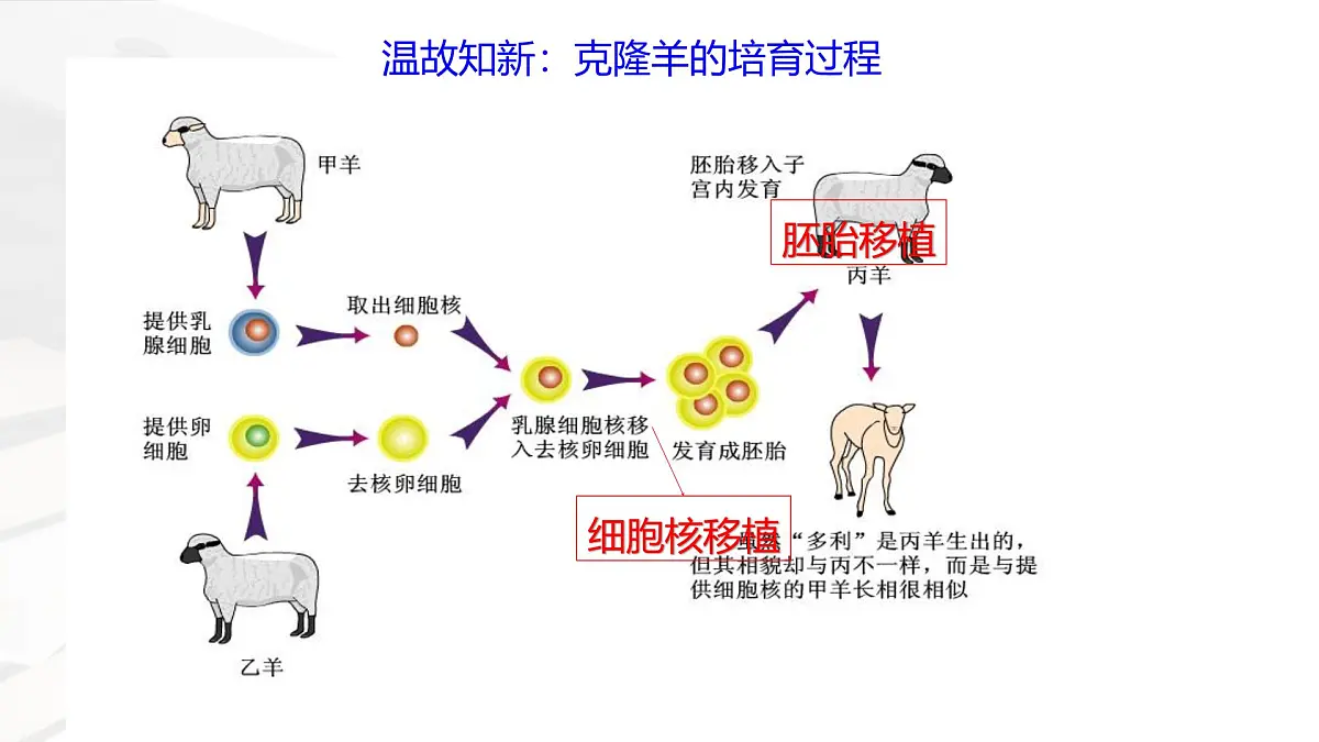 人教版高中生物必修1 3-3《 细胞核的结构和功能 》课件第2页