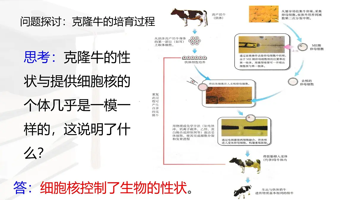 人教版高中生物必修1 3-3《 细胞核的结构和功能 》课件第3页