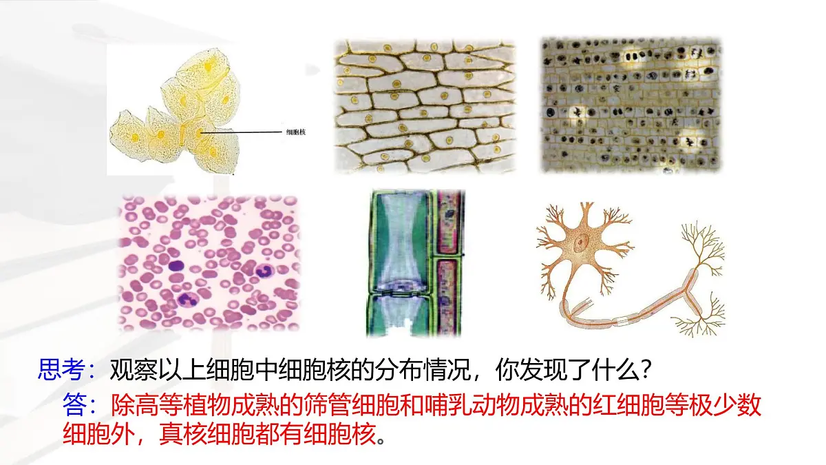 人教版高中生物必修1 3-3《 细胞核的结构和功能 》课件第4页