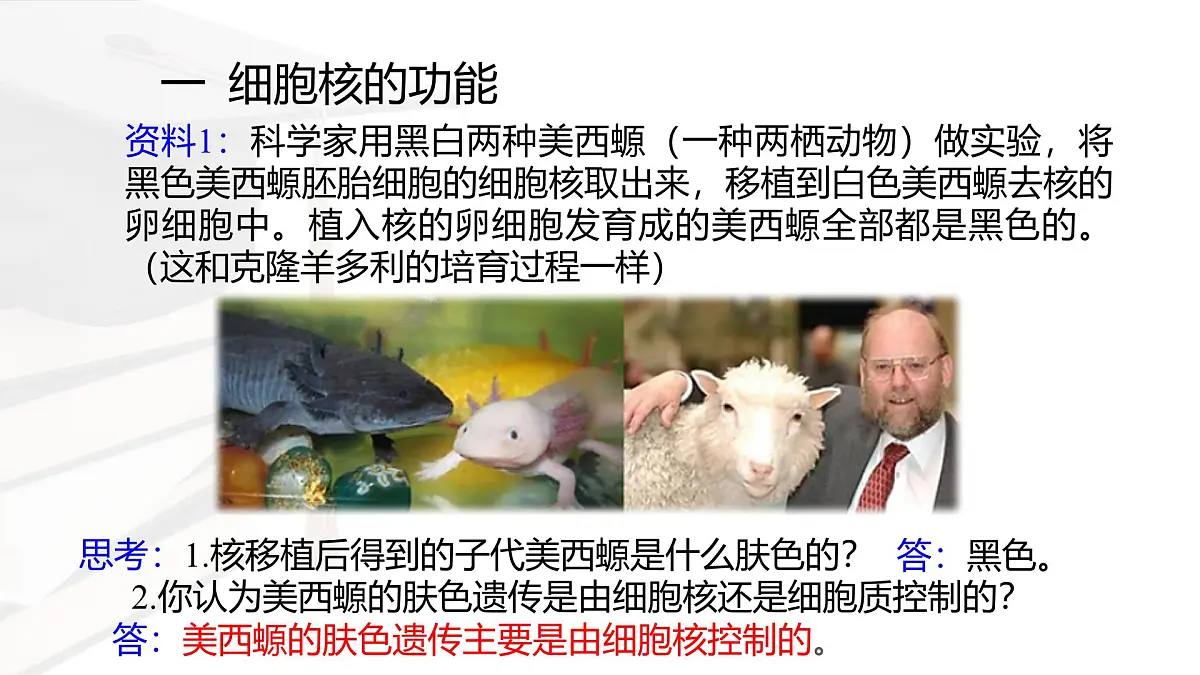 人教版高中生物必修1 3-3《 细胞核的结构和功能 》课件第5页