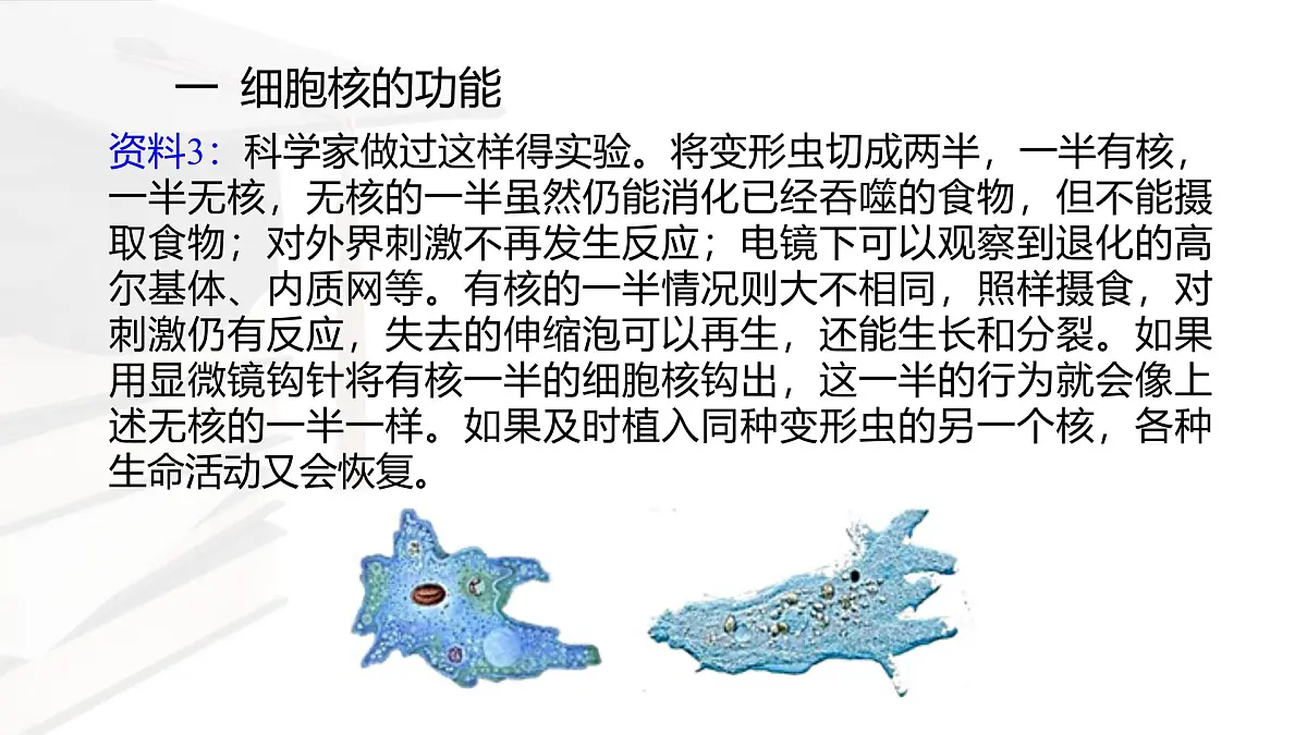 人教版高中生物必修1 3-3《 细胞核的结构和功能 》课件第7页