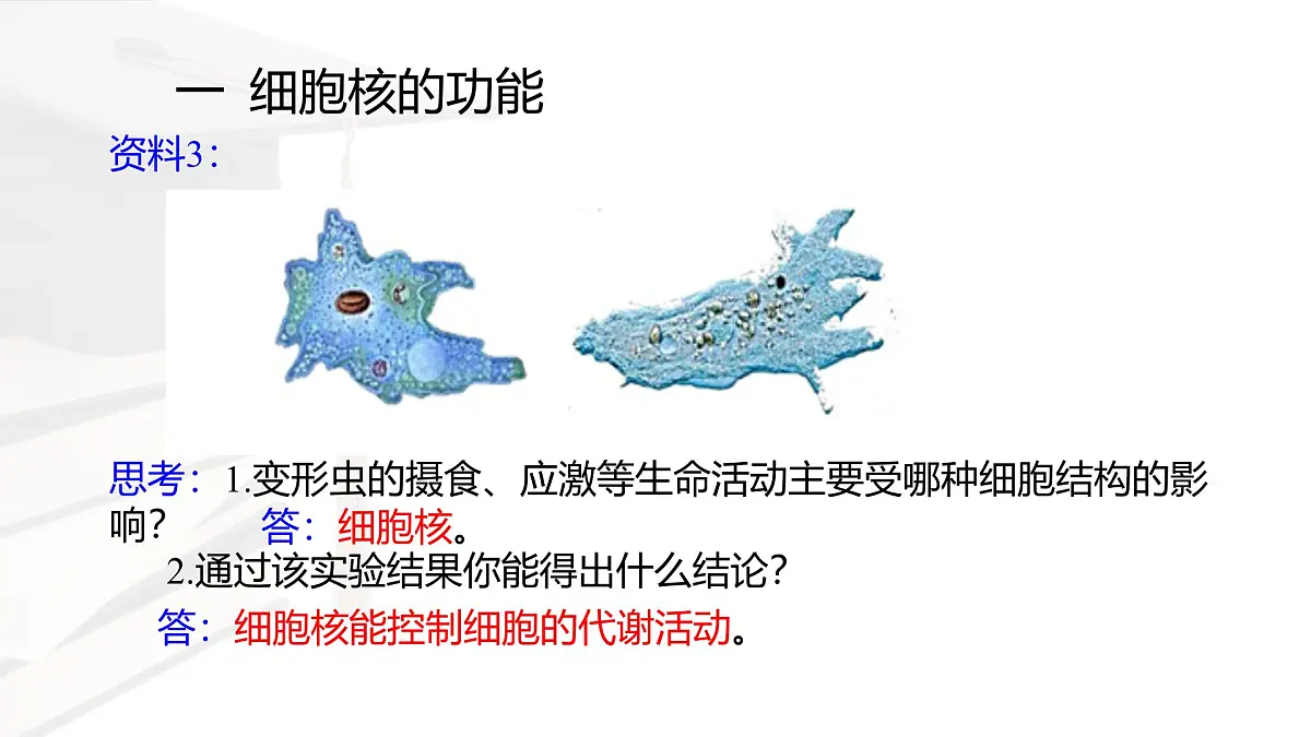 人教版高中生物必修1 3-3《 细胞核的结构和功能 》课件第8页