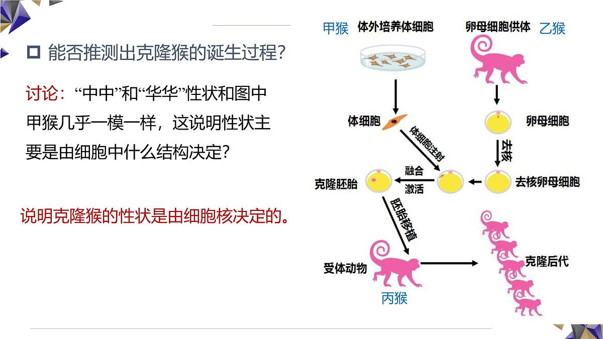 人教版高中生物必修1 3-3《 细胞核的结构和功能》课件第3页