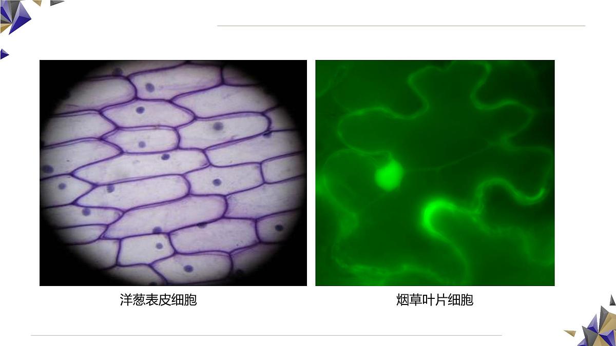 人教版高中生物必修1 3-3《 细胞核的结构和功能》课件第7页