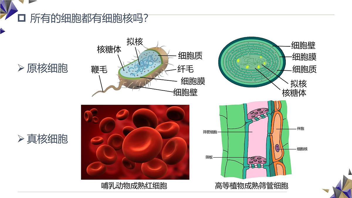 人教版高中生物必修1 3-3《 细胞核的结构和功能》课件第8页