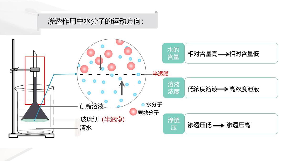 人教版高中生物必修1 4-1《被动运输 课件》课件第6页
