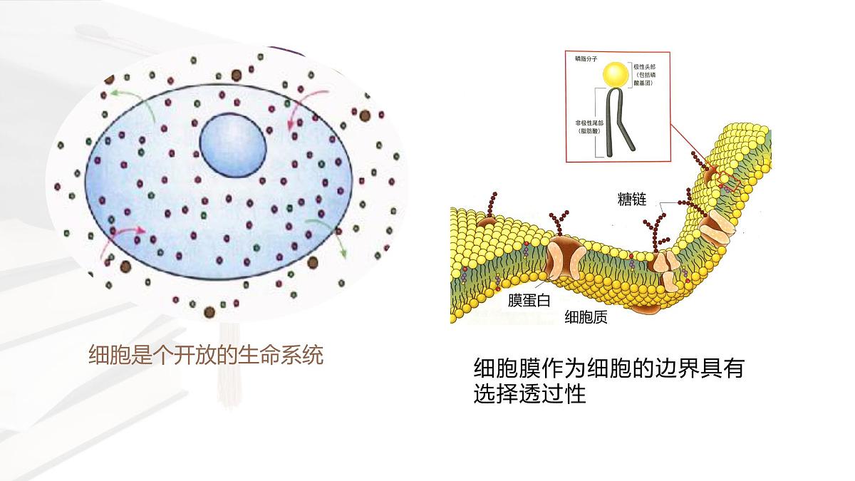 人教版高中生物必修1 4-1《被动运输 课件》课件第8页