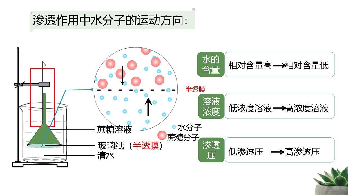 人教版高中生物必修1 4-1《被动运输》教学课件第5页