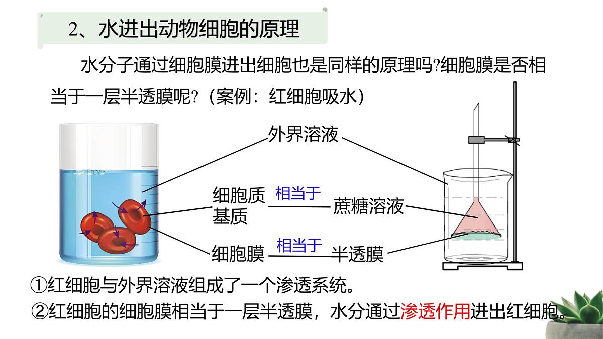人教版高中生物必修1 4-1《被动运输》教学课件第7页