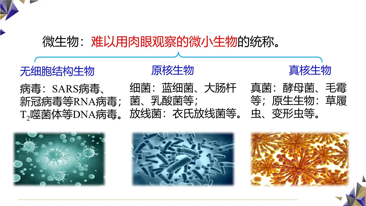 人教版高中生物选修3 1-2《微生物的基本培养技术》第1课时 课件第3页