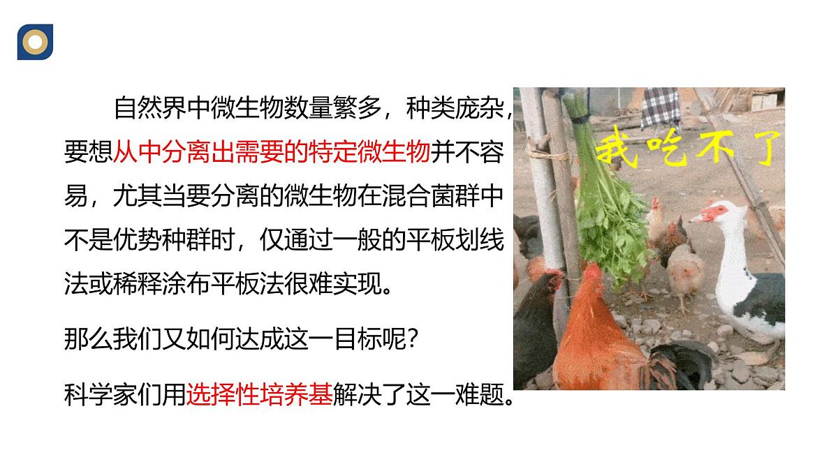 人教版高中生物选修3 1-2《微生物的选择培养与计数》教学课件第2页