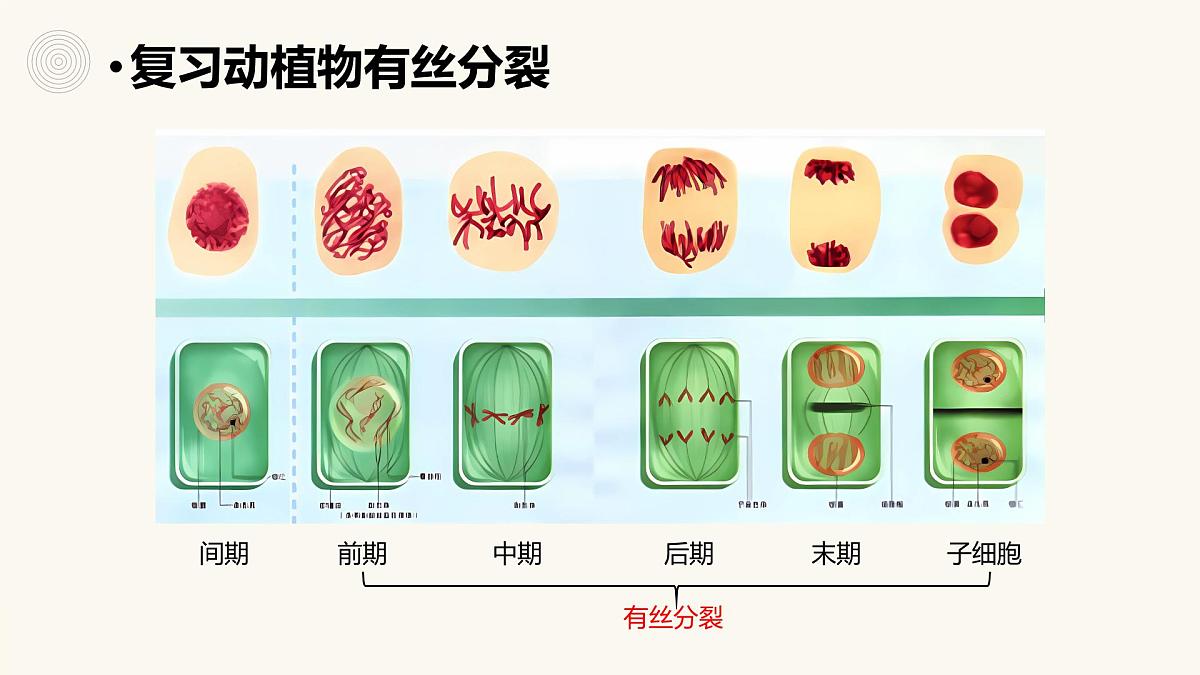 人教版高中生物必修1 6-1《细胞的增殖（第2课时）》课件第3页