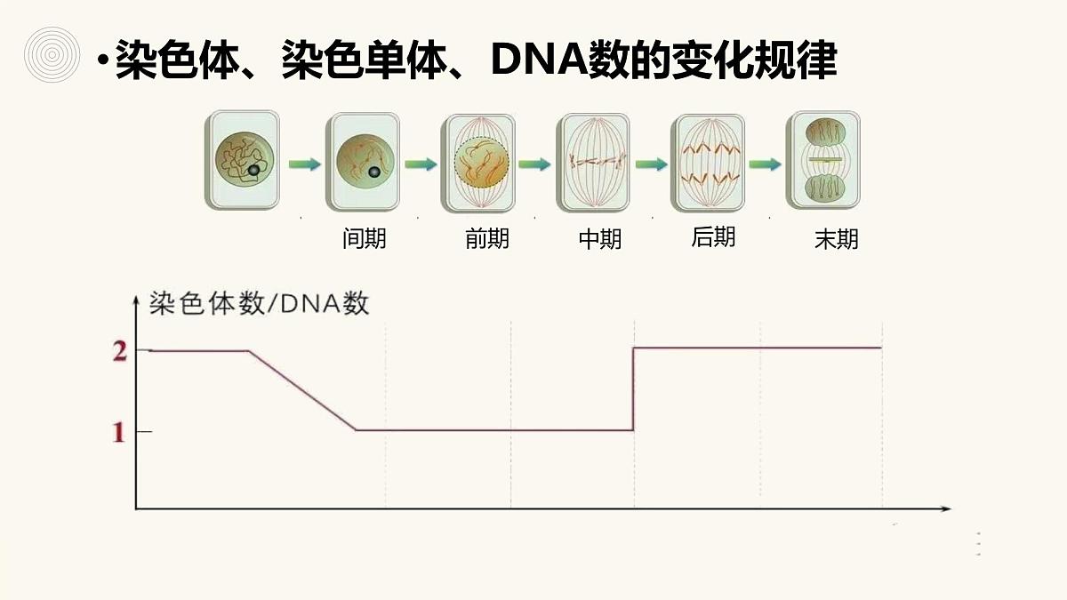 人教版高中生物必修1 6-1《细胞的增殖（第2课时）》课件第8页
