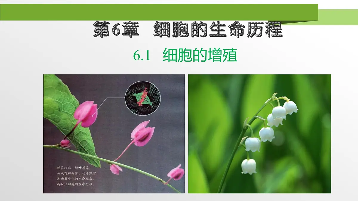 人教版高中生物必修1 6-1《第1课时 细胞的增殖》教学课件第1页