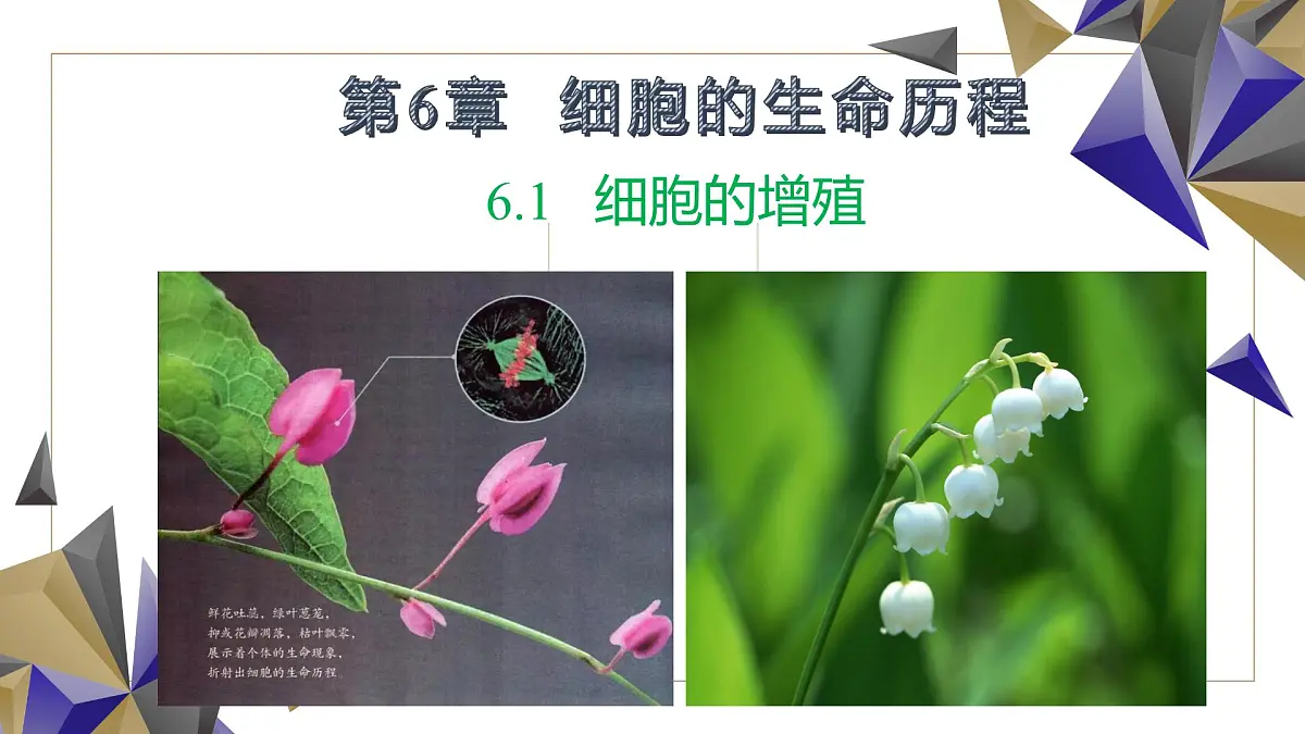人教版高中生物必修1 6-1《第2课时 细胞的增殖》课件第1页
