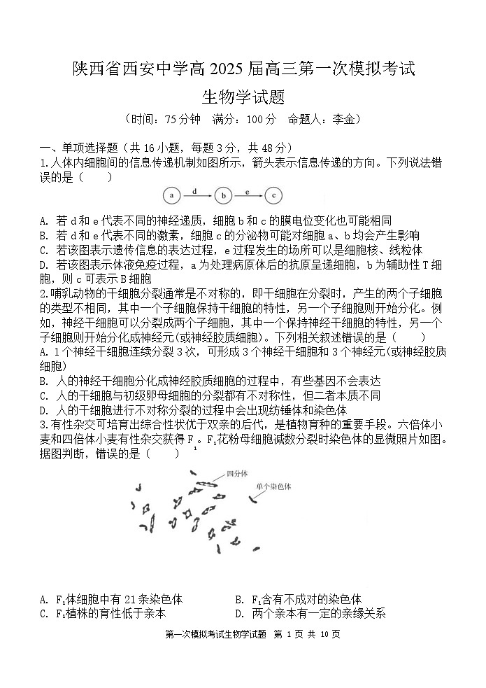 陕西省西安中学2025届高三下学期第一次模拟考试试题-生物试题（无答案）第1页