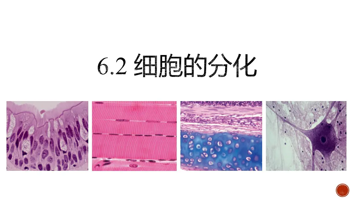 人教版高中生物必修1 6-2《第1课时 细胞的分化》教学课件第1页