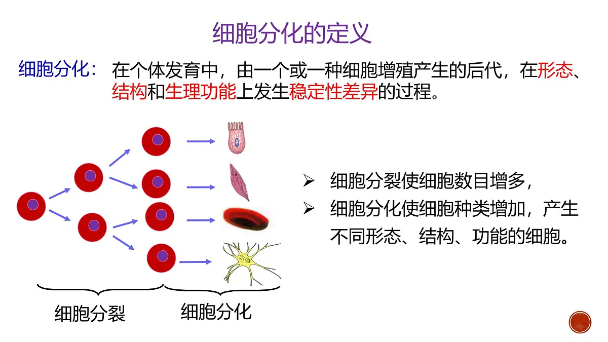人教版高中生物必修1 6-2《第1课时 细胞的分化》教学课件第4页