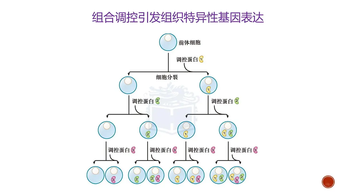 人教版高中生物必修1 6-2《第1课时 细胞的分化》教学课件第8页