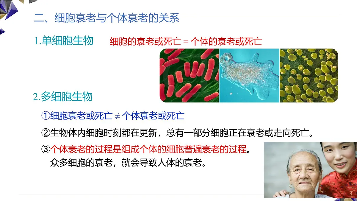 人教版高中生物必修1 6-3《第1 课时 细胞的衰老和死亡》课件第8页