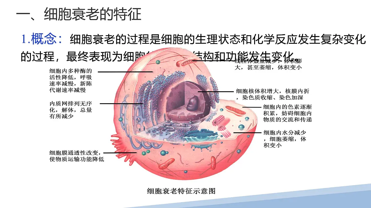 人教版高中生物必修1 6-3《第1 课时 细胞的衰老和死亡》课件第3页