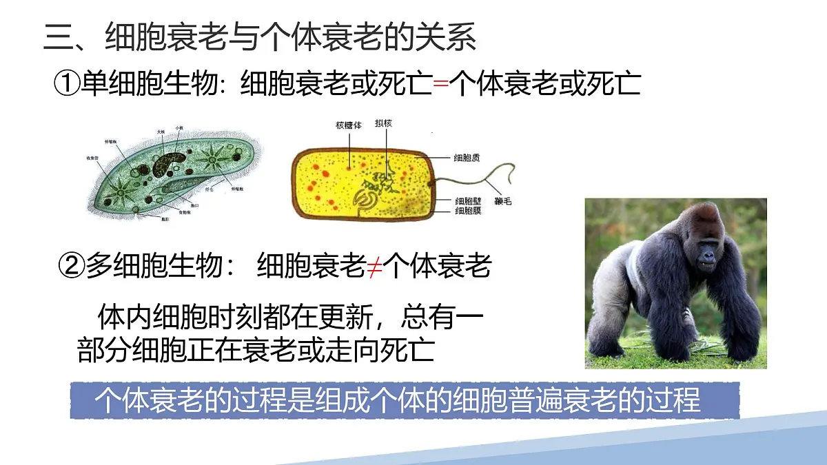 人教版高中生物必修1 6-3《第1 课时 细胞的衰老和死亡》课件第8页