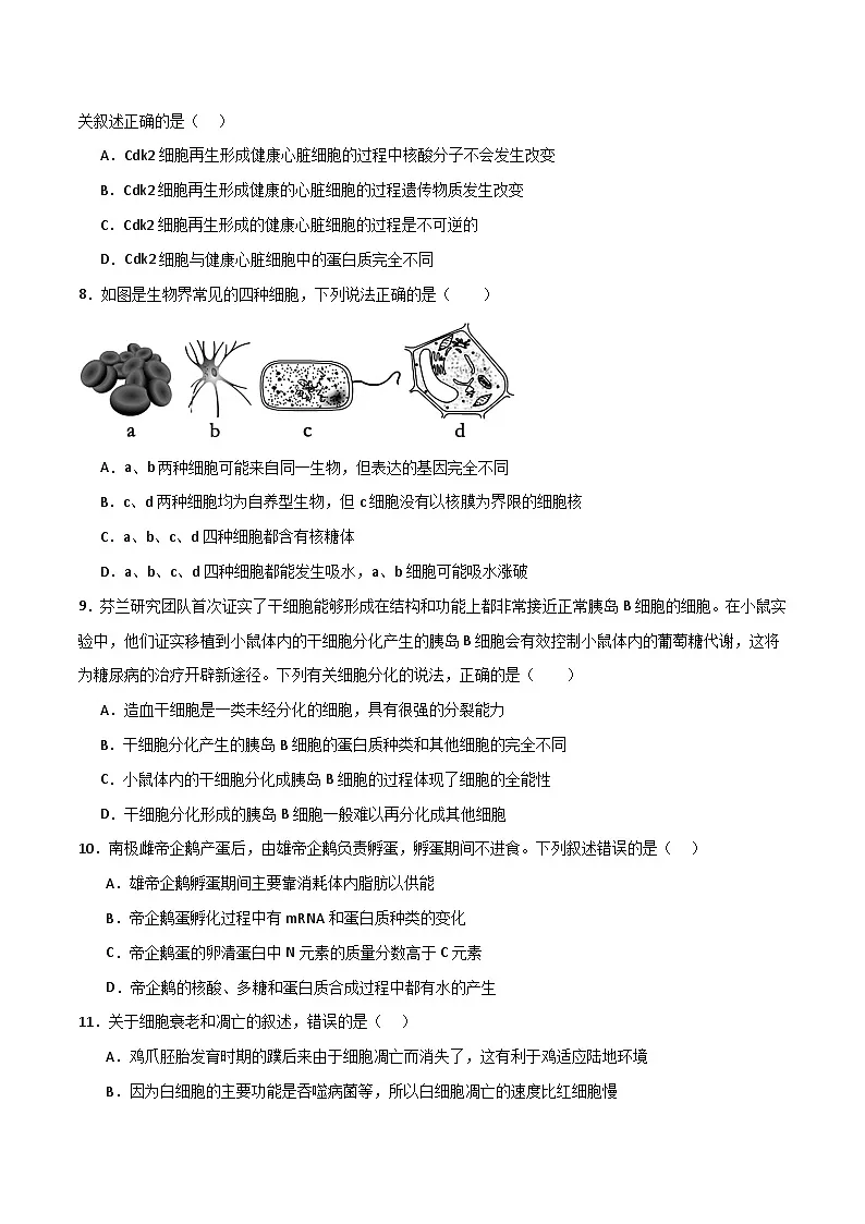 人教版高中生物必修1第6章 细胞的生命历程 达标检测卷无答案第3页