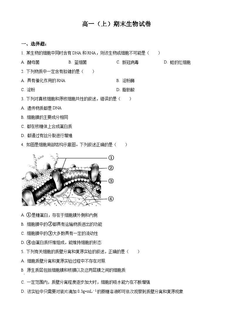人教版高一上学期期末生物试题 无答案第1页
