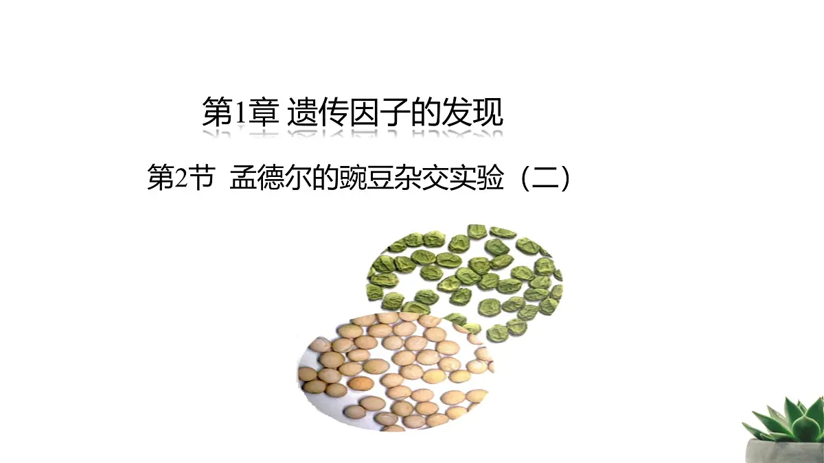 人教版高中生物必修2 1-2《孟德尔的豌豆杂交实验（二）》课时1 教学课件第1页