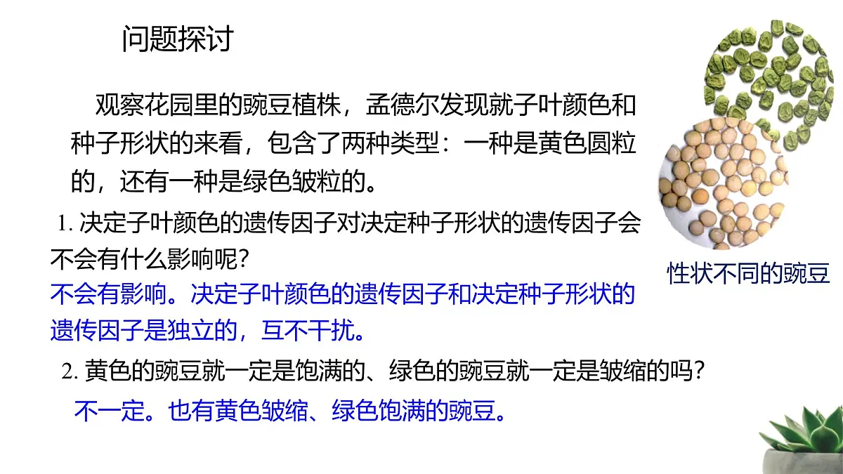 人教版高中生物必修2 1-2《孟德尔的豌豆杂交实验（二）》课时1 教学课件第3页