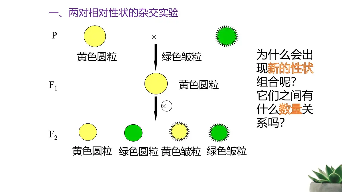 人教版高中生物必修2 1-2《孟德尔的豌豆杂交实验（二）》课时1 教学课件第5页