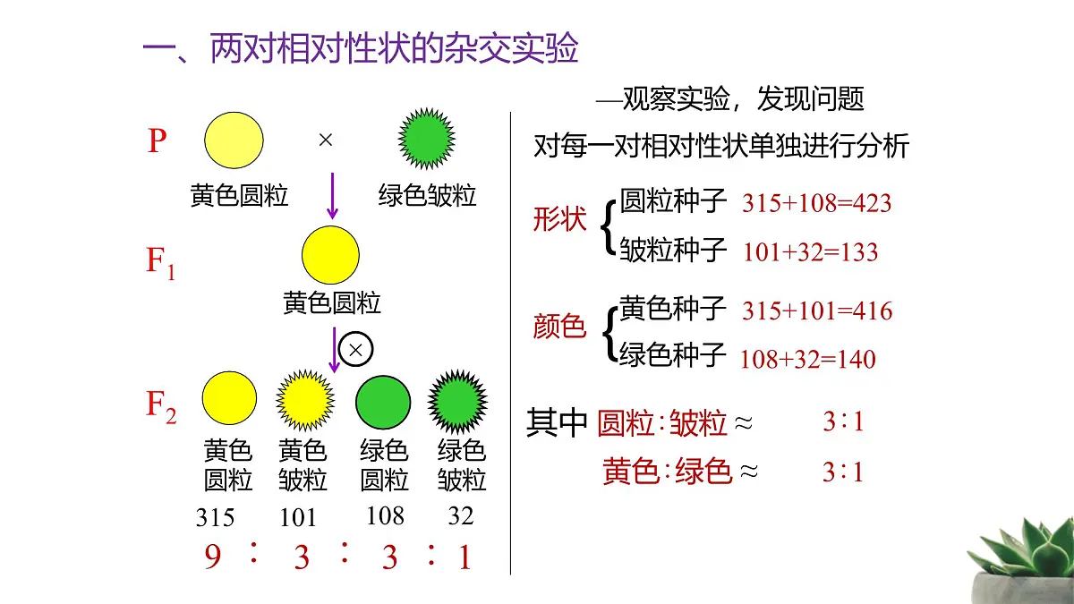 人教版高中生物必修2 1-2《孟德尔的豌豆杂交实验（二）》课时1 教学课件第6页