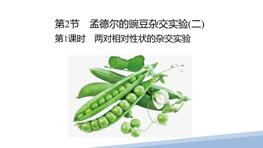 人教版高中生物必修2 1-2《孟德尔的豌豆杂交实验（二）》课时1 课件第1页
