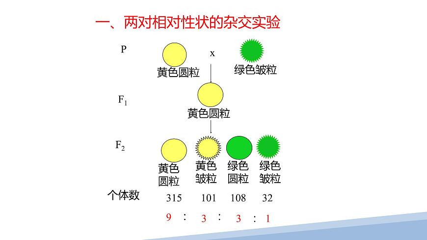 人教版高中生物必修2 1-2《孟德尔的豌豆杂交实验（二）》课时1 课件第2页
