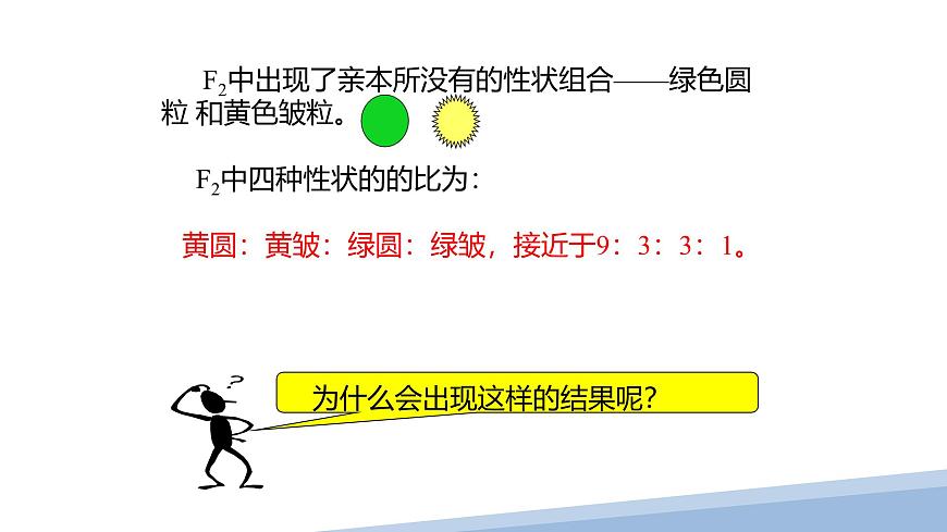 人教版高中生物必修2 1-2《孟德尔的豌豆杂交实验（二）》课时1 课件第3页