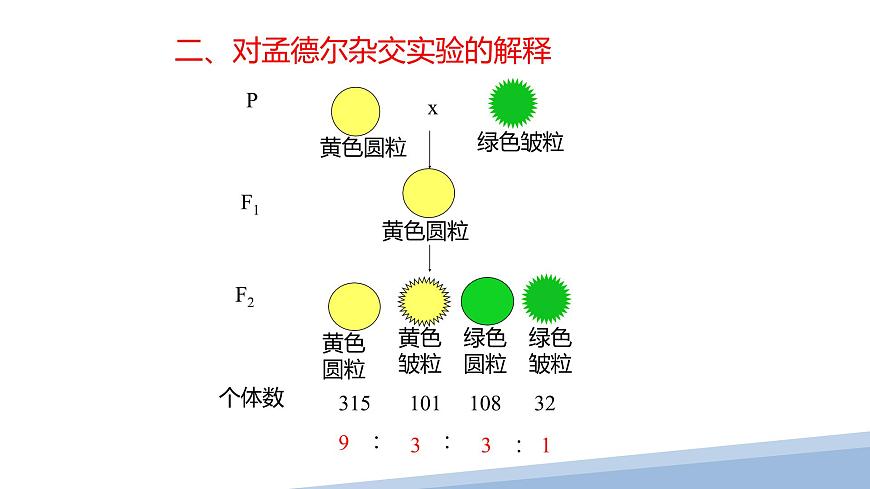 人教版高中生物必修2 1-2《孟德尔的豌豆杂交实验（二）》课时1 课件第5页