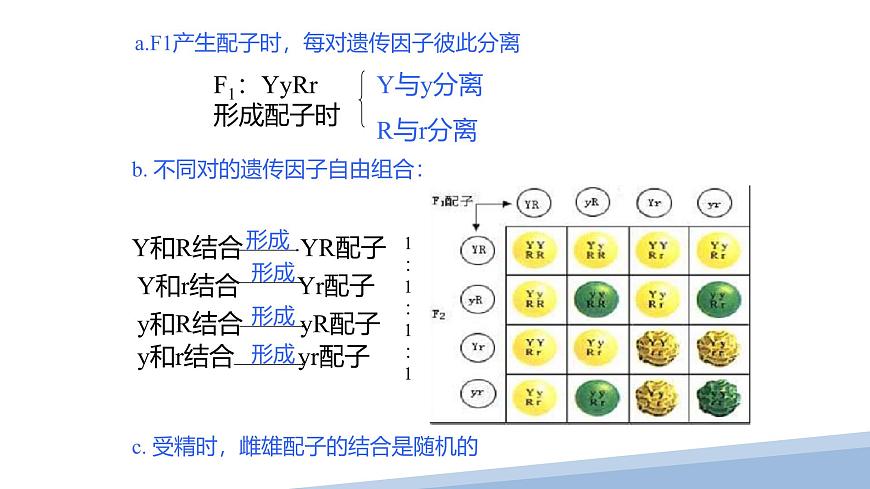 人教版高中生物必修2 1-2《孟德尔的豌豆杂交实验（二）》课时1 课件第6页