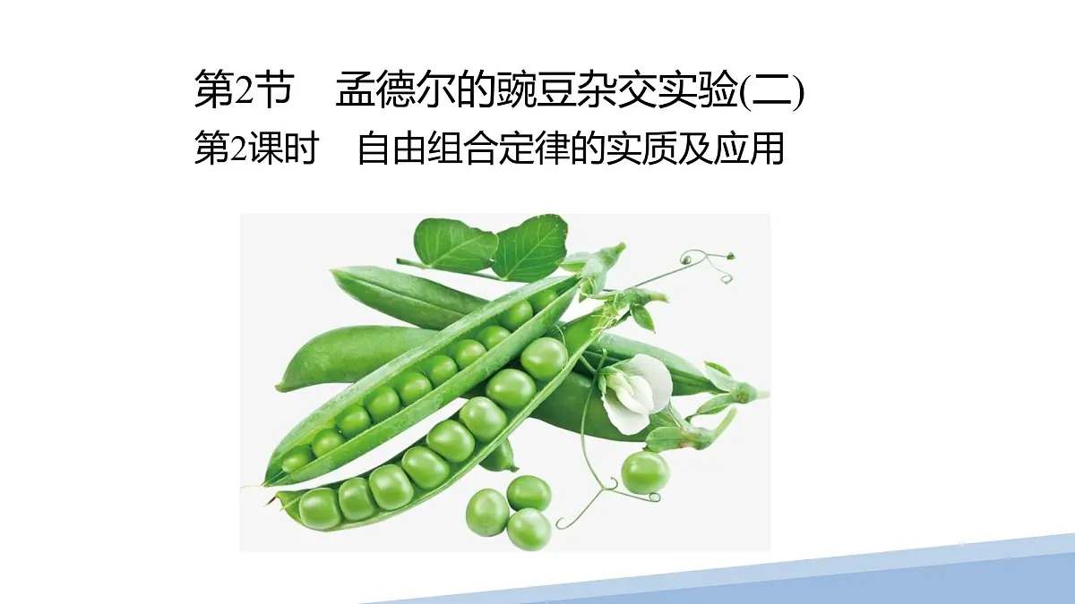 人教版高中生物必修2 1-2《孟德尔的豌豆杂交实验（二）》课时2 课件第1页