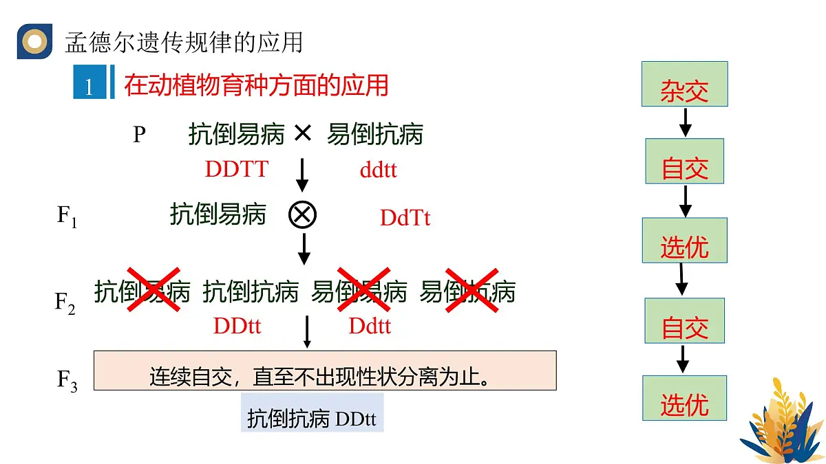 人教版高中生物必修2 1-2《孟德尔的豌豆杂交实验（二）（第二课时）》教学课件第8页