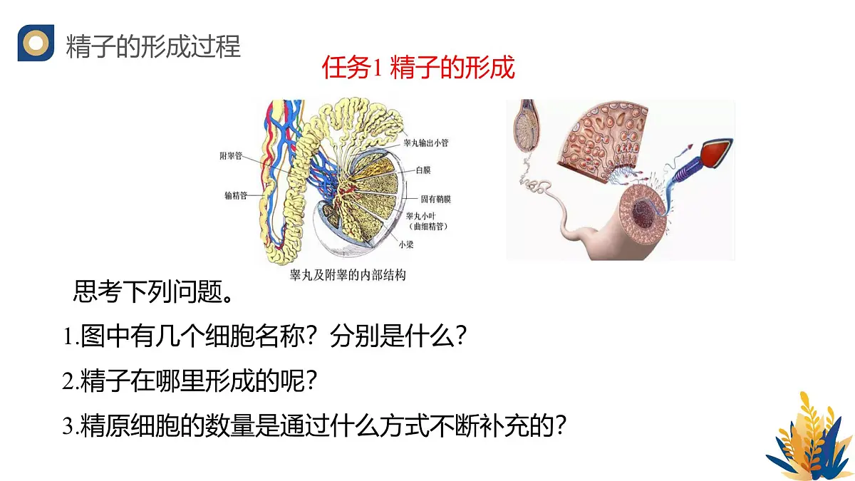 人教版高中生物必修2 2-1《减数分裂和受精作用（第一课时）》教学课件第5页