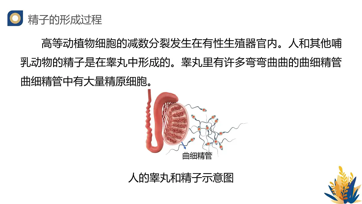 人教版高中生物必修2 2-1《减数分裂和受精作用（第一课时）》教学课件第6页