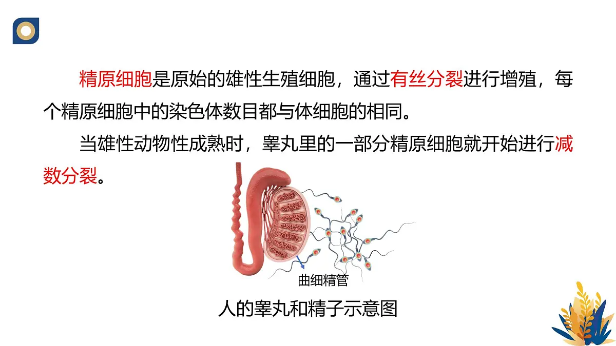 人教版高中生物必修2 2-1《减数分裂和受精作用（第一课时）》教学课件第7页