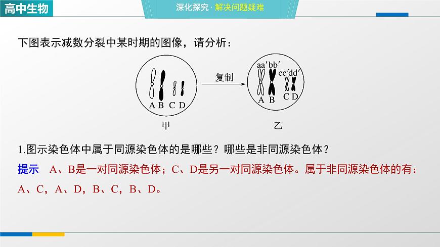 人教版高中生物必修2《2-1减数分裂和受精作用 第1课时》教学课件第8页