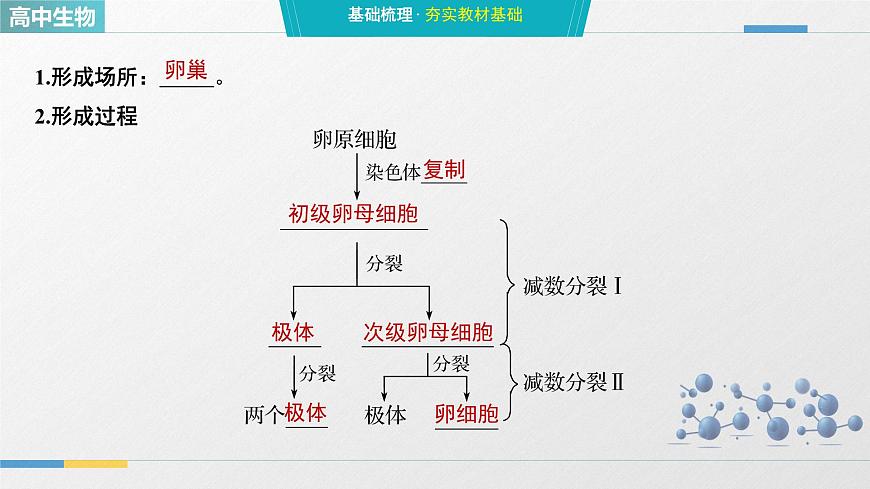 人教版高中生物必修2《2-1减数分裂和受精作用 第2课时》教学课件第5页