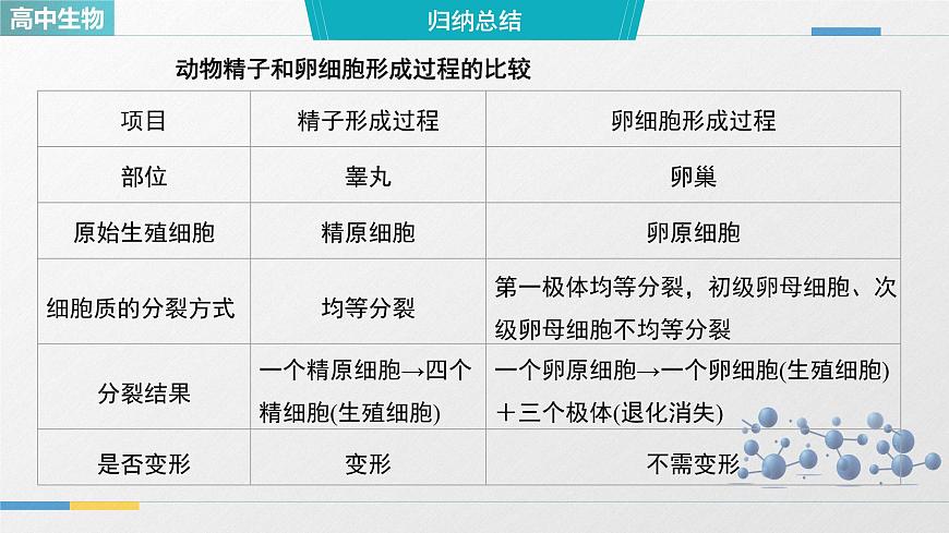 人教版高中生物必修2《2-1减数分裂和受精作用 第2课时》教学课件第7页