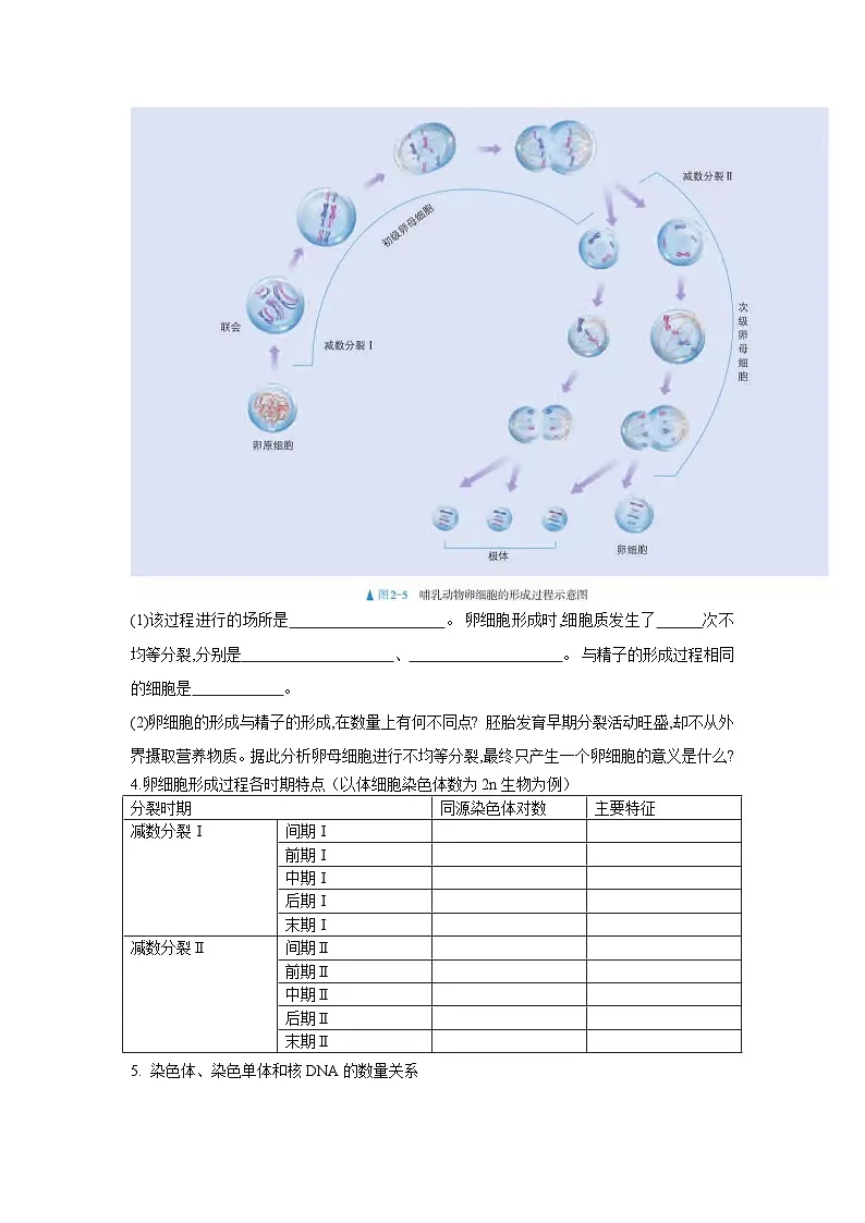 人教版高中生物必修2《2-1 减数分裂和受精作用(第2课时)》学与练 无答案第2页