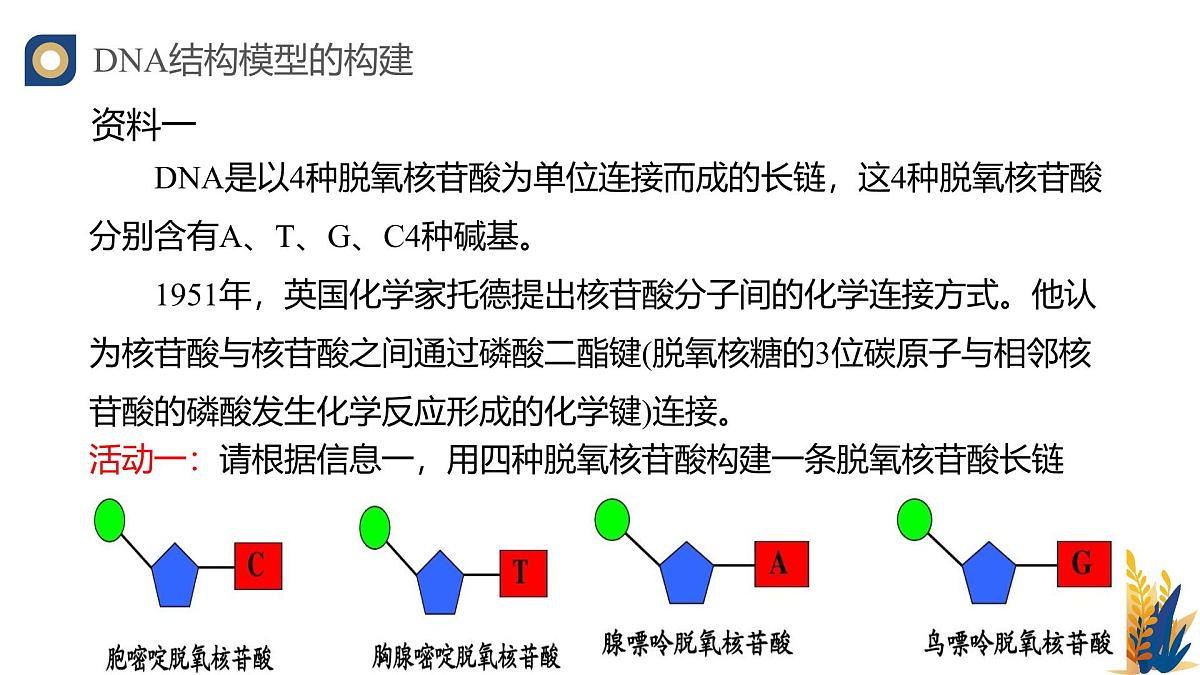 人教版高中生物必修2 3-2《DNA的结构》教学课件第5页