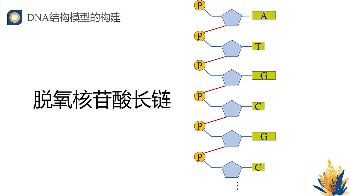 人教版高中生物必修2 3-2《DNA的结构》教学课件第6页