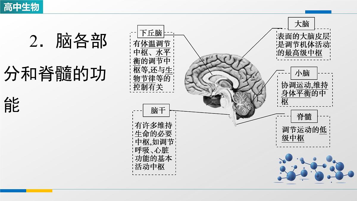 人教版高中生物选修1《2-1神经调节的结构基础》课件第5页